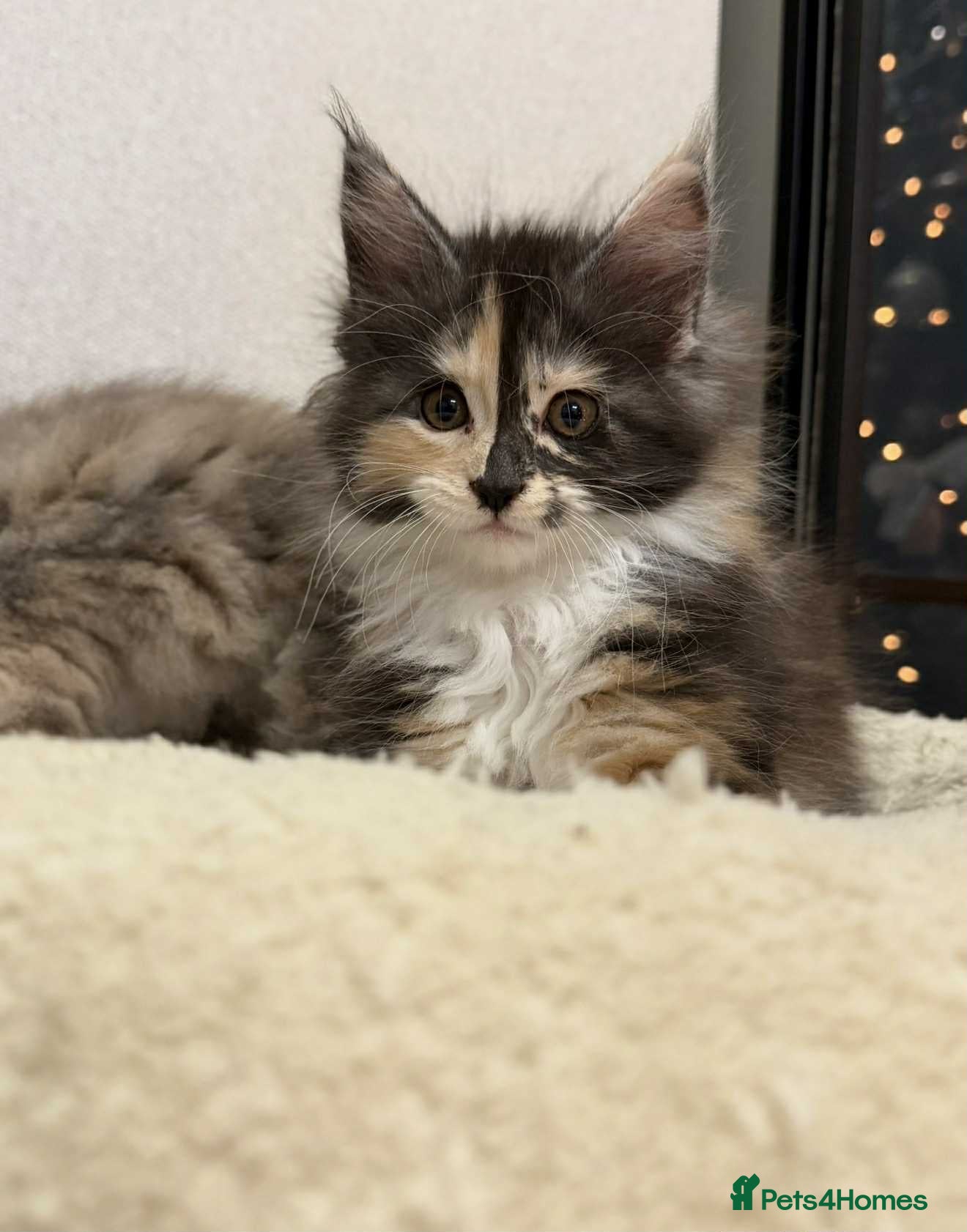 Maine Coon cats 🐱2 GIRLS MAINE COON KITTENS READY FOR NEW HOME🐱 - Advert 4