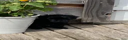 Yorkiepoo dogs for sale: Beautiful YORKIEPOO puppies - Advert 8
