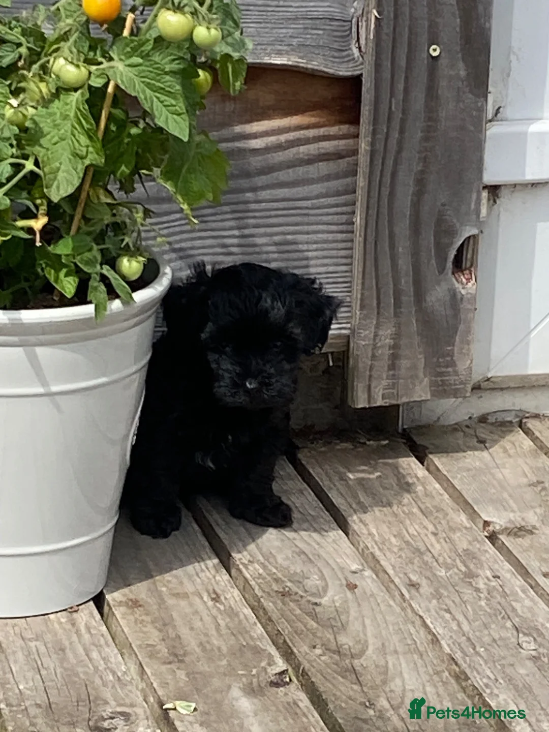 Yorkiepoo dogs for sale: Beautiful YORKIEPOO puppies - Advert 8
