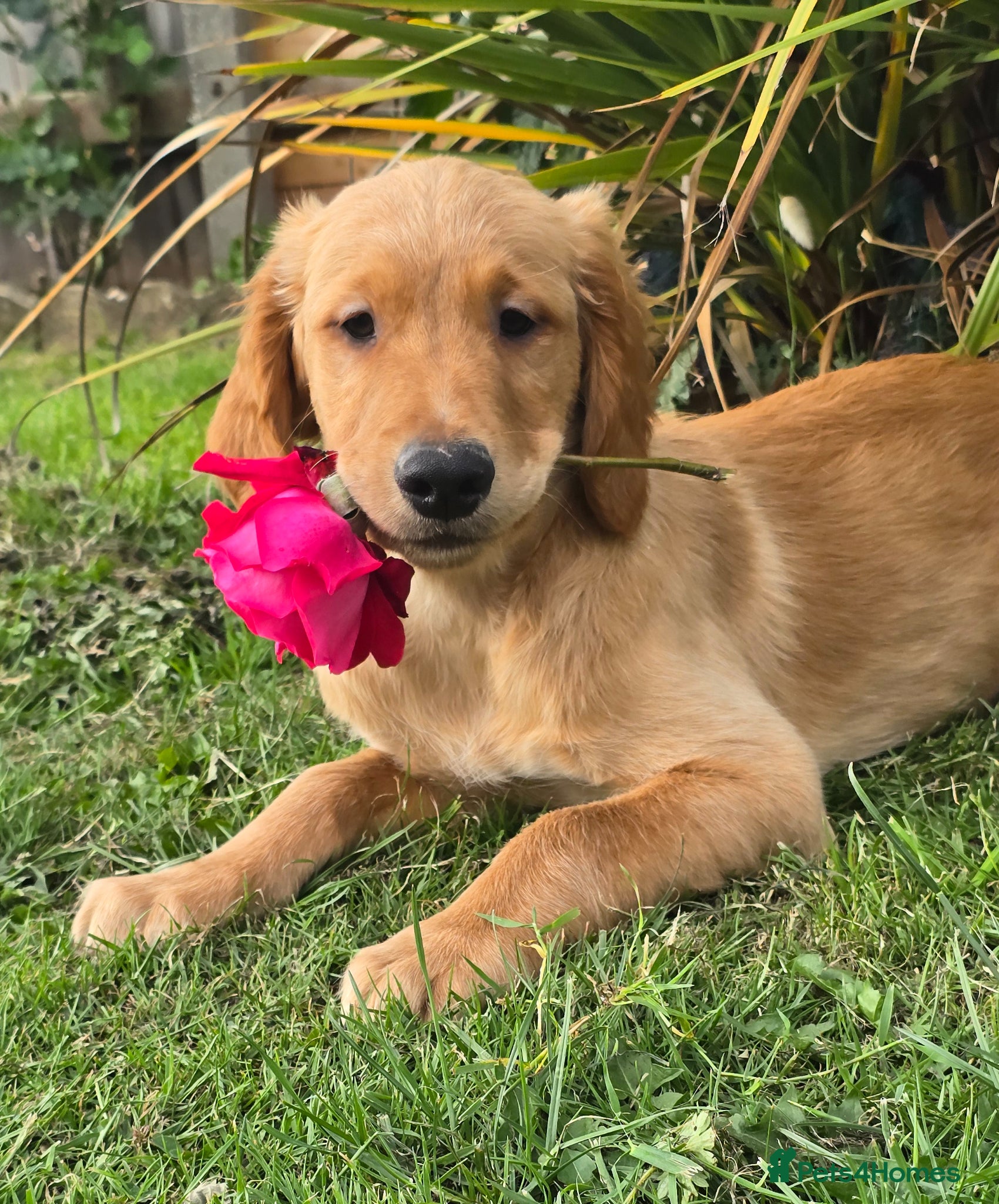 Golden Retriever dogs *Beautiful Dna clear, KC reg male puppy* - Advert 2