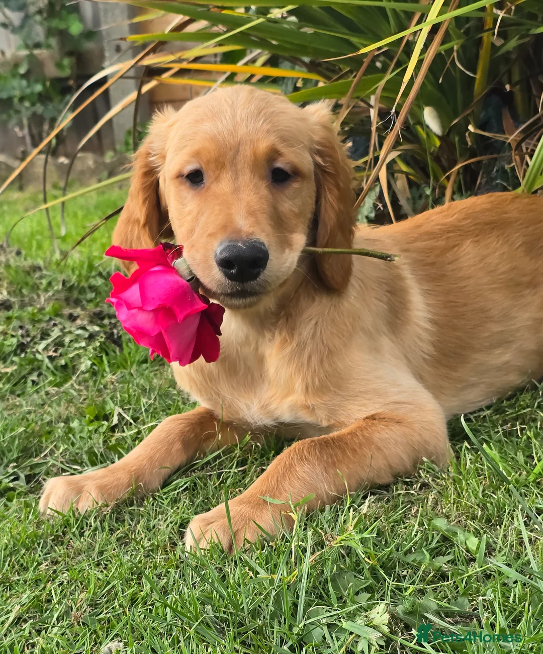 Golden Retriever dogs for sale: *Beautiful Dna clear, KC reg male puppy* - Advert 2