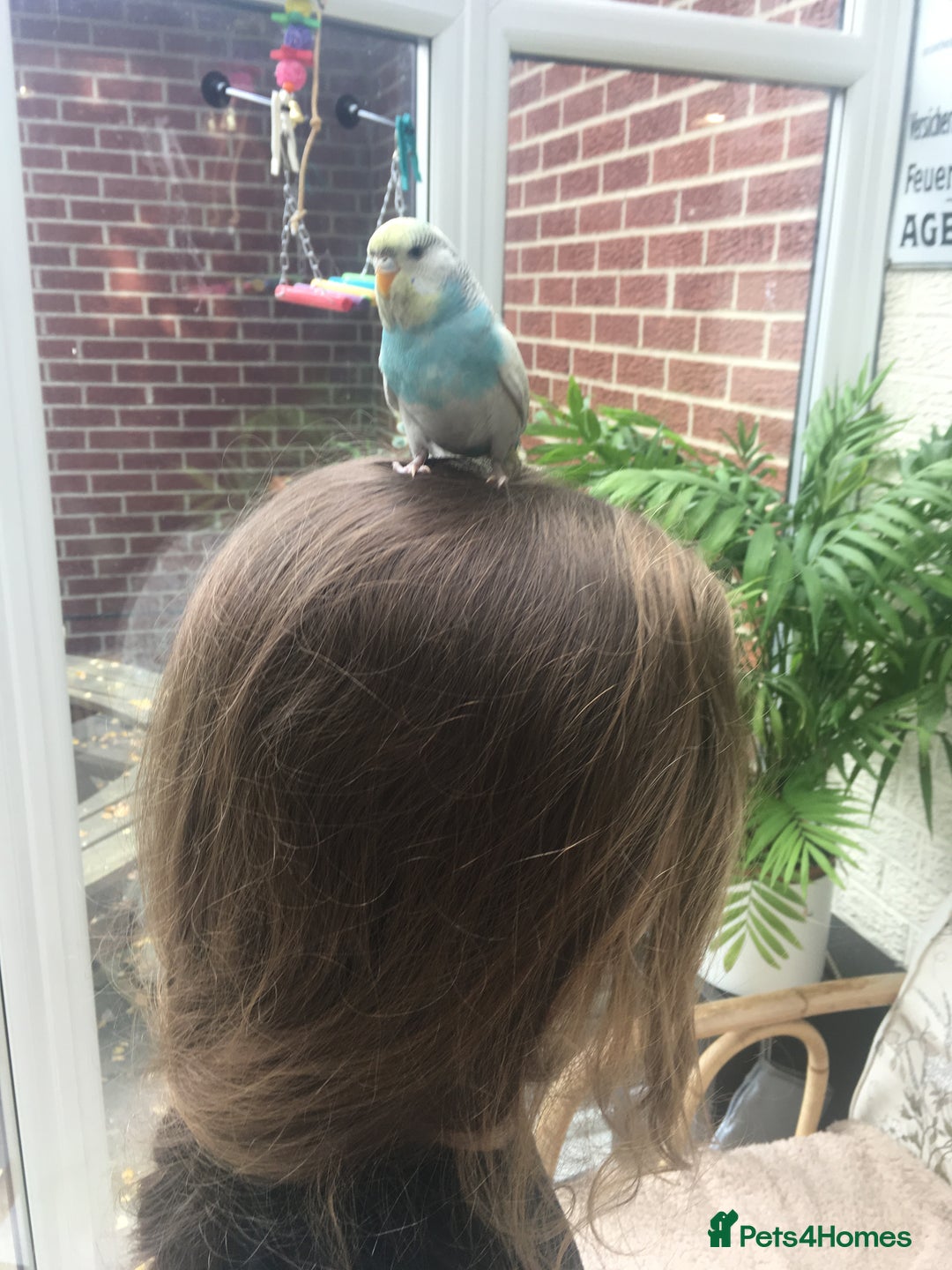 Budgerigars birds for sale: Male and female budgies - Advert 4