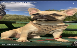 French Bulldog dogs for sale: Beautiful chunky Frenchie pups - Image 13