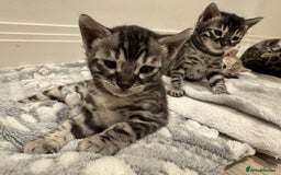 Bengal cats for sale: Bengal Kittens For Sale (4 Left) - Image 19