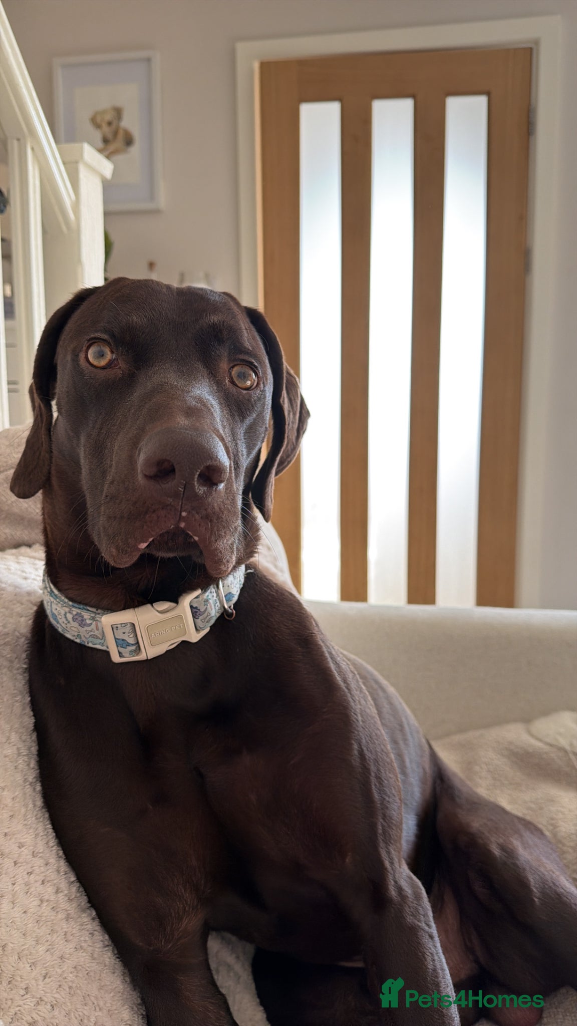 Mixed Breed dogs Sad rehoming - 1yo GSP x Weimaraner - Advert 2