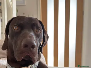 Mixed Breed dogs Sad rehoming - 1yo GSP x Weimaraner - Advert 2