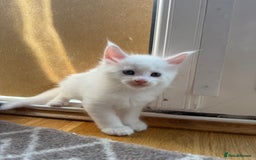 Maine Coon cats for sale: Maine Coon Kittens for sale - Image 33