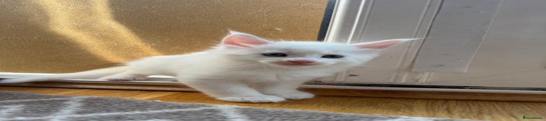 Maine Coon Kitten 2