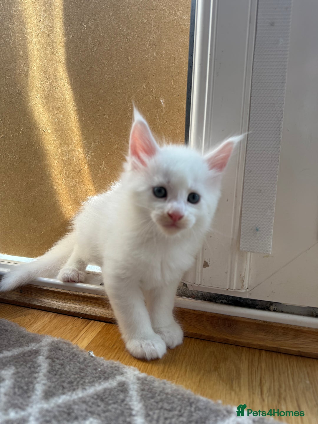 Maine Coon cats for sale: Maine Coon Kittens for sale - Image 33