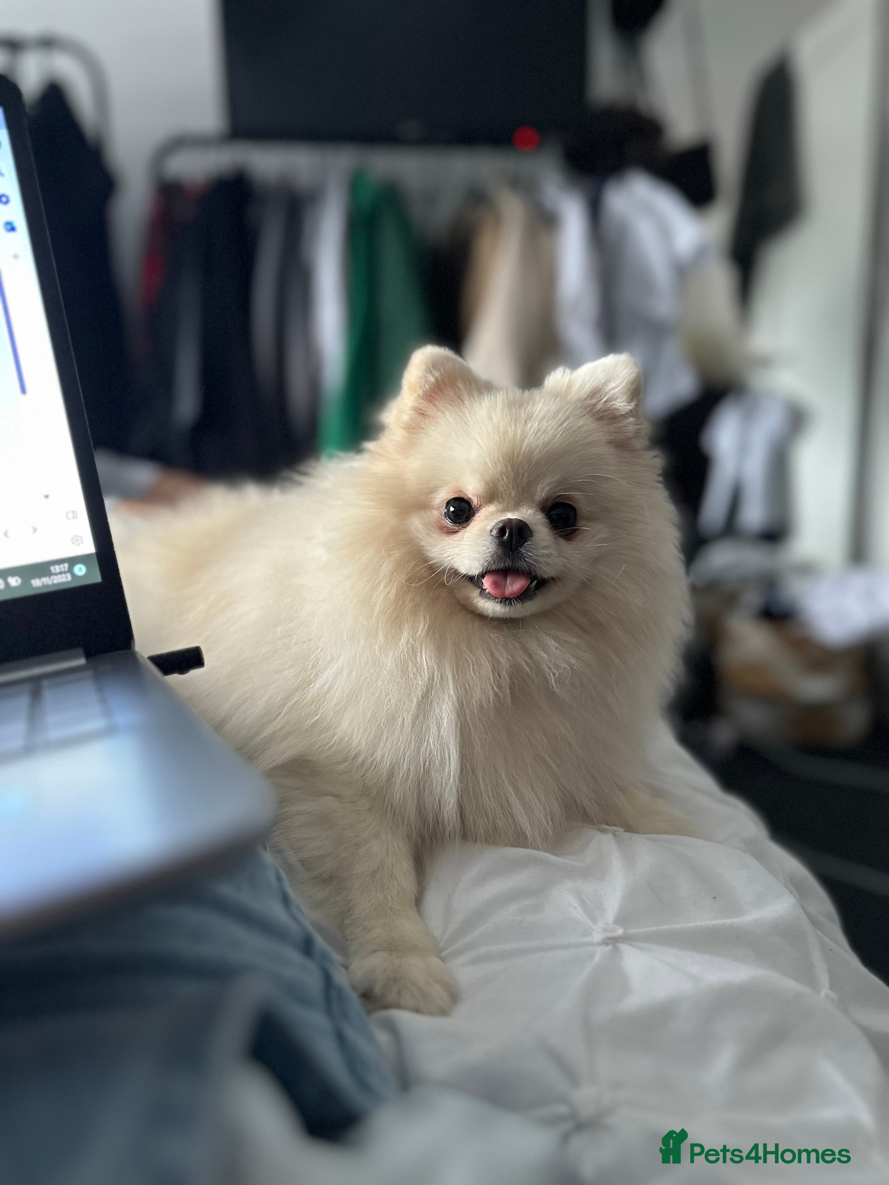 Pomeranian dogs KC registered small Pomeranians - Advert 11