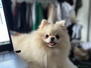 Pomeranian dogs KC registered small Pomeranians - Advert 17