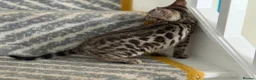 Bengal cats for sale: bengal female kittens - Advert 14