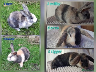 Mixed Breed rabbits Super cute rex x lop bunnies - Advert 10