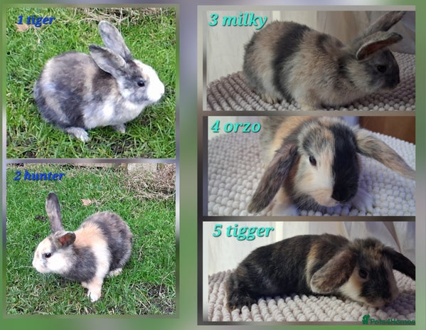Mixed Breed rabbits Super cute rex x lop bunnies - Advert 9