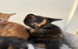 Mixed Breed cats for sale: Playful Female Kitten Ready for Her Forever Home - Image 1