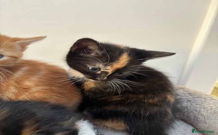 Mixed Breed cats - Advert 1