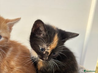 Mixed Breed cats - Advert 30