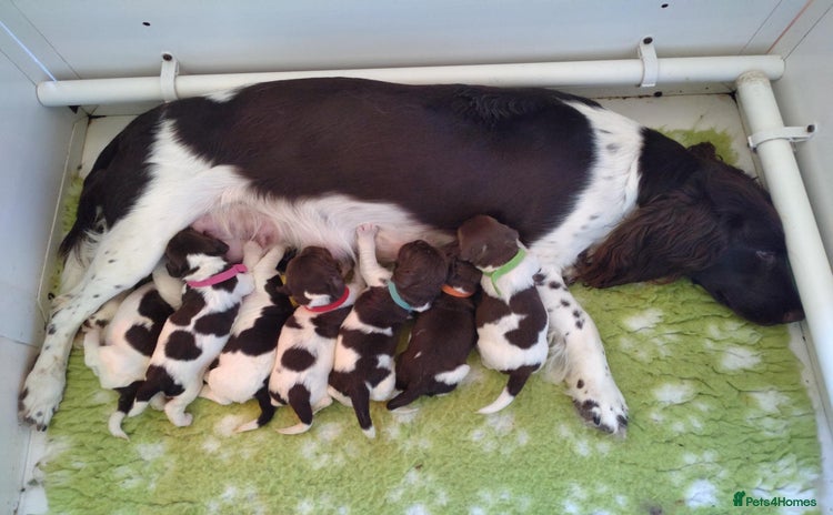English Springer Spaniel dogs - Advert 2