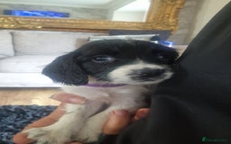 Sprocker dogs for sale: Beautiful litter of sprocker puppies - Image 32