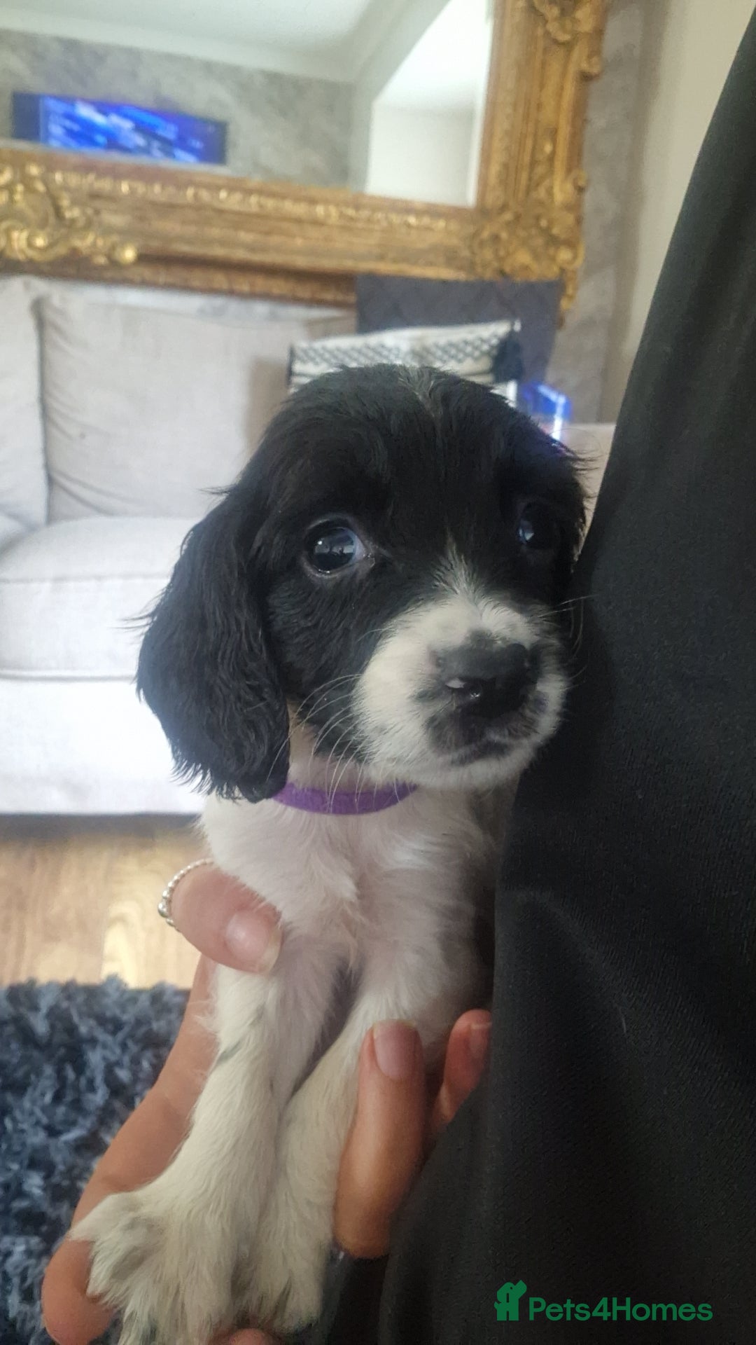Sprocker dogs for sale: Beautiful litter of sprocker puppies - Image 32