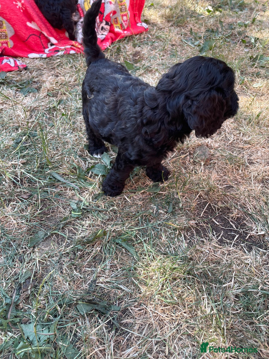 Cockapoo dogs for sale: Ready now! Cockapoo puppies F1 3 girls 2 boys - Image 4