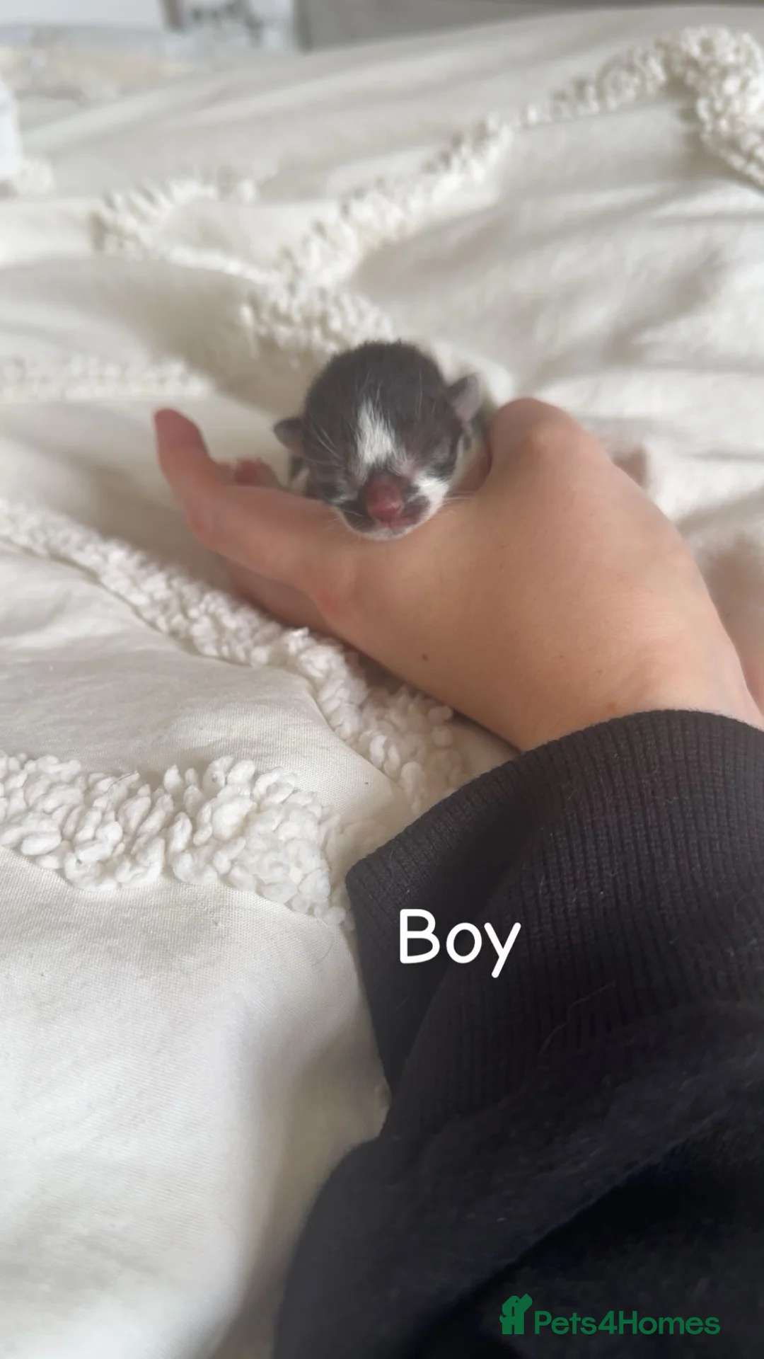 Domestic Shorthair cats for sale: Domestic shorthair kittens  - Advert 6