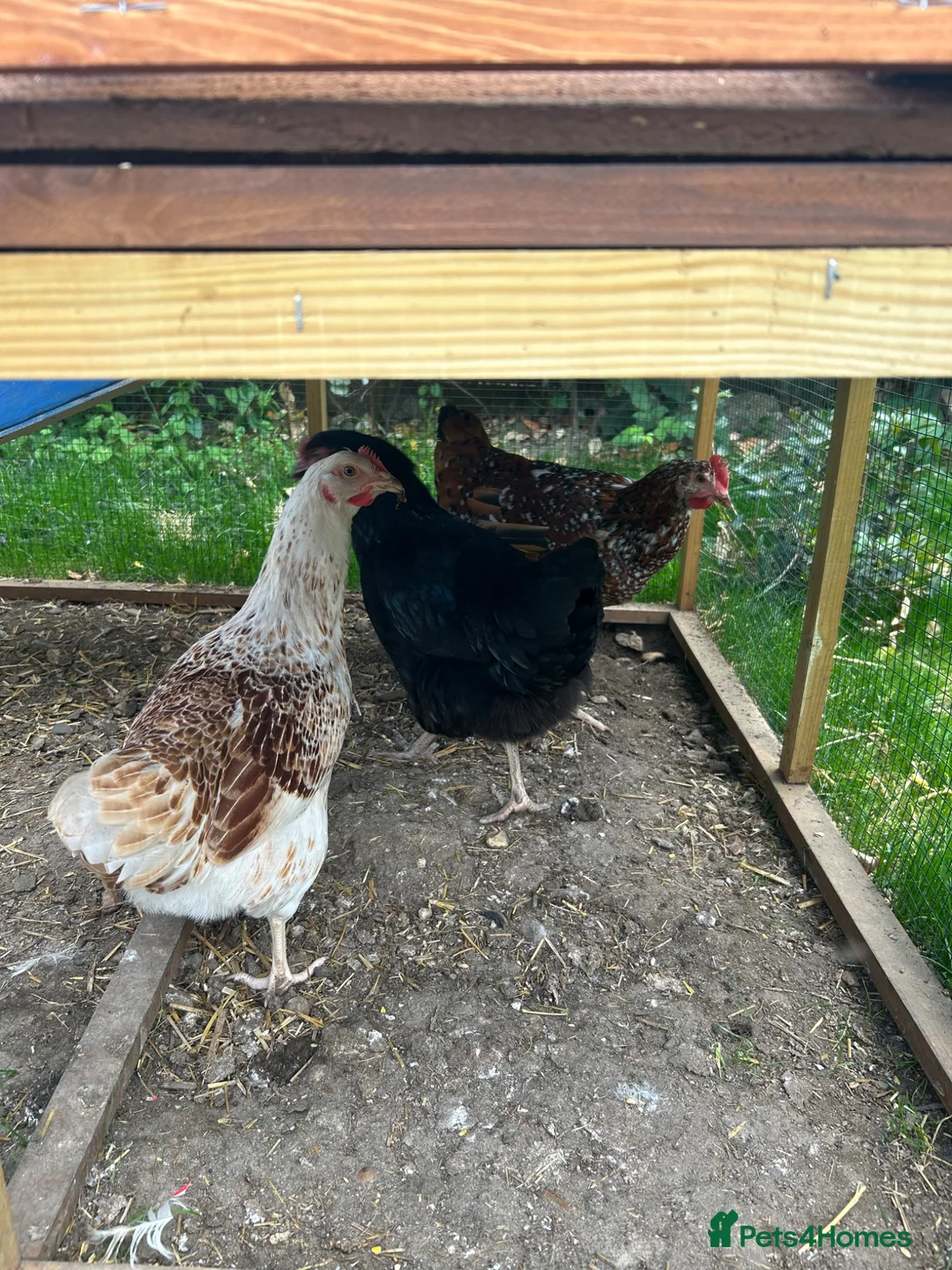Chickens poultry for sale: Hybrid Hens - Advert 1