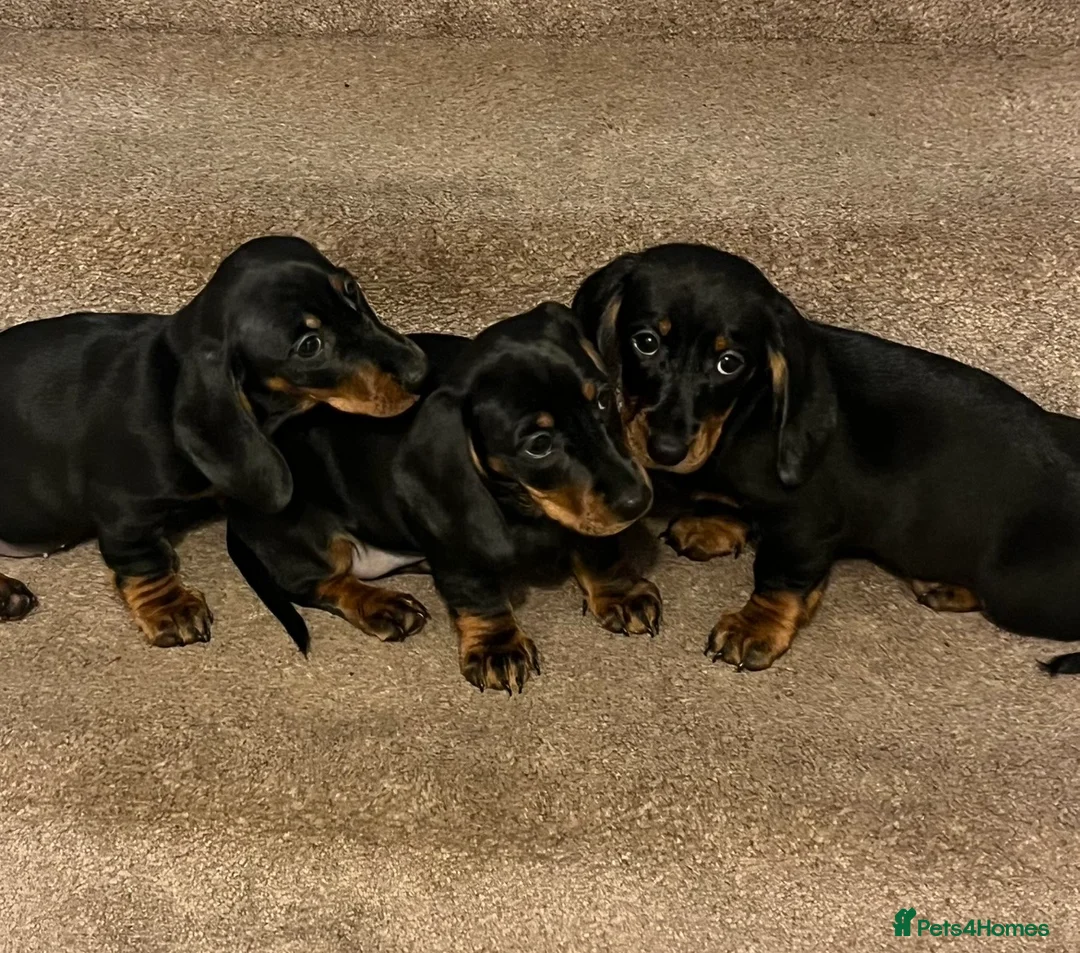 Dachshund dogs for sale: 💙dachshund boy puppies💙 - Advert 1