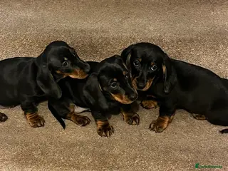 Dachshund dogs 💙dachshund boy puppies💙 - Advert 11