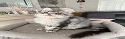 Maine Coon cats for sale: READY TO LEAVE Outstanding Maine coon kittens  - Advert 5