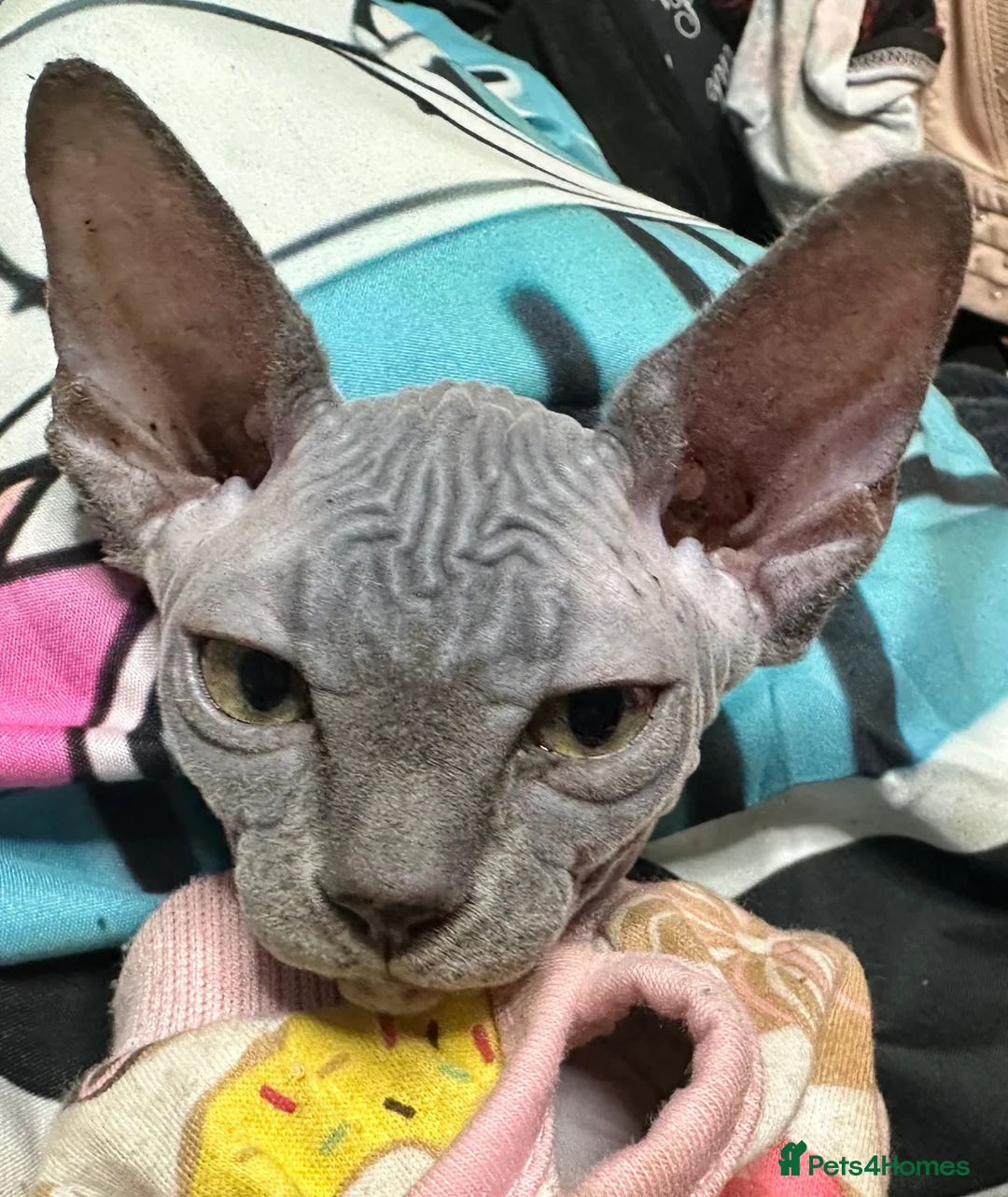 Sphynx cats for sale: LOVING SPHYNX KITTENS READY TO GO🤍 - Advert 20