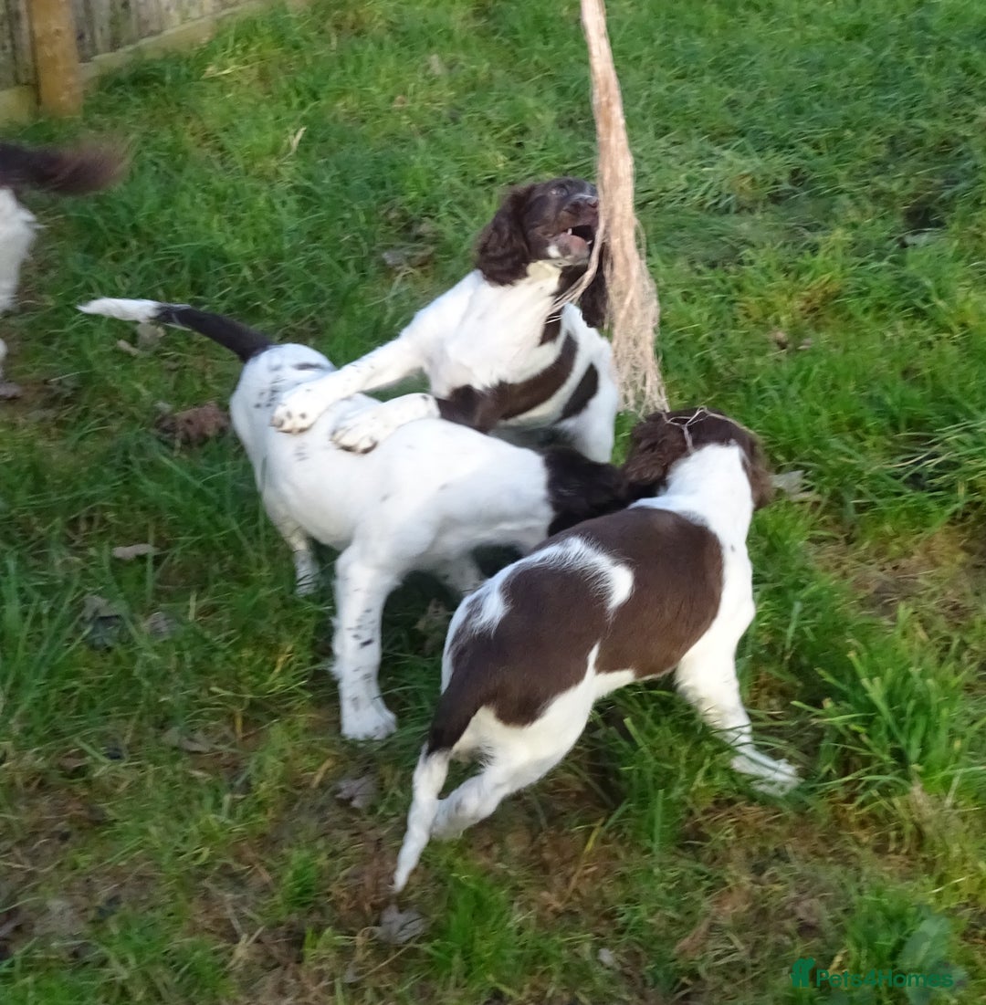 English Springer Spaniel dogs for sale: Gorgeous English Springer Spaniel Puppies  - Advert 10
