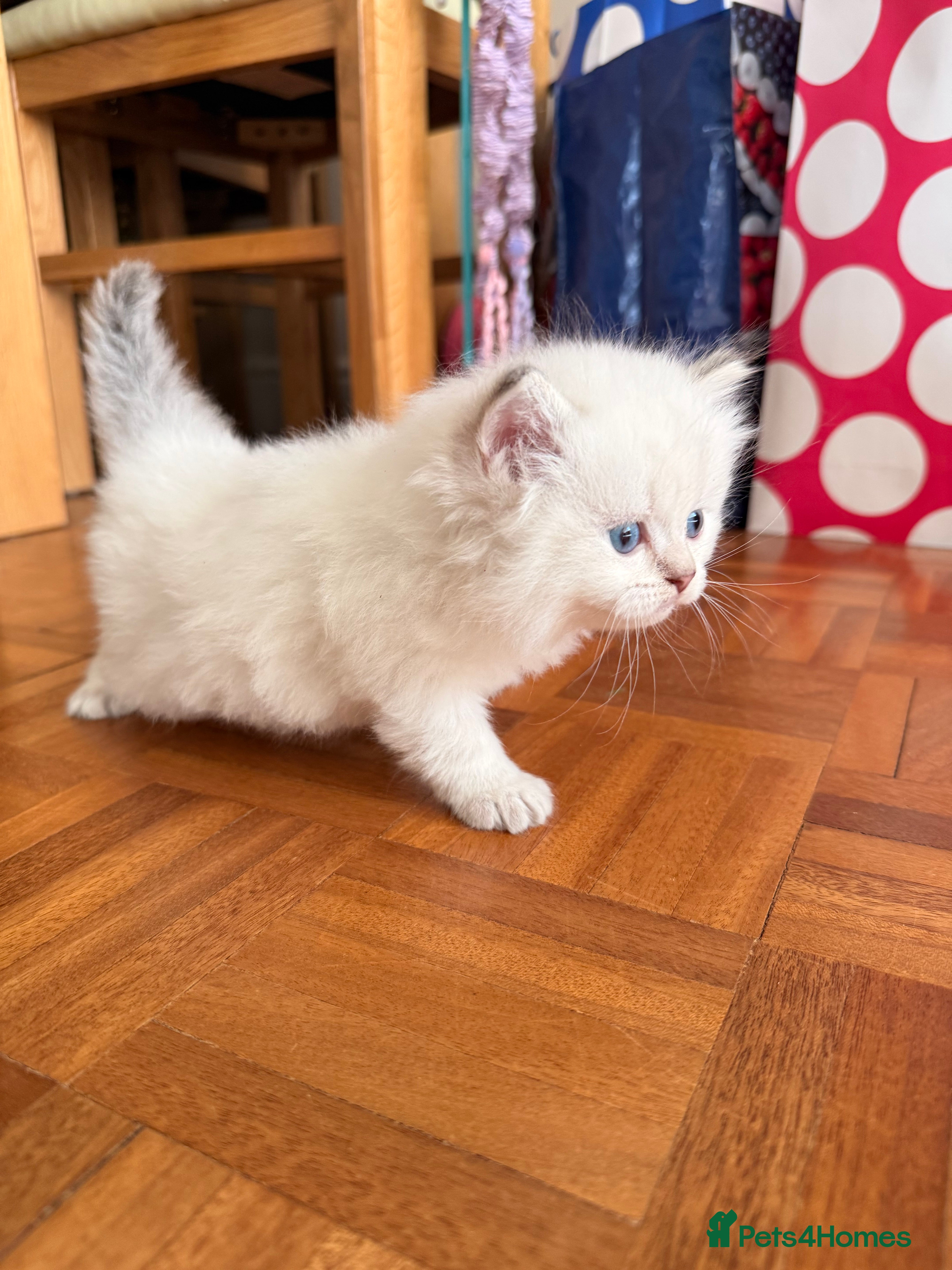 Scottish Fold cats for sale: Beautiful Rainbow litter available to reserve - Advert 26