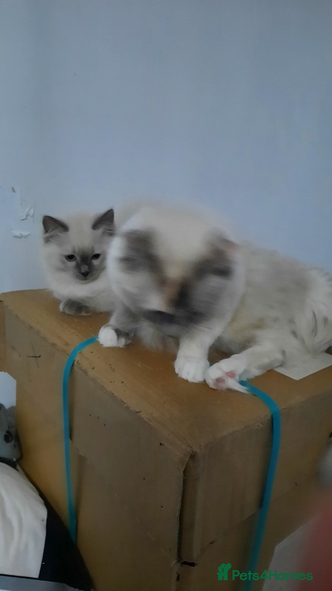 Ragdoll cats for sale:  Ragdoll Tortie - Advert 6