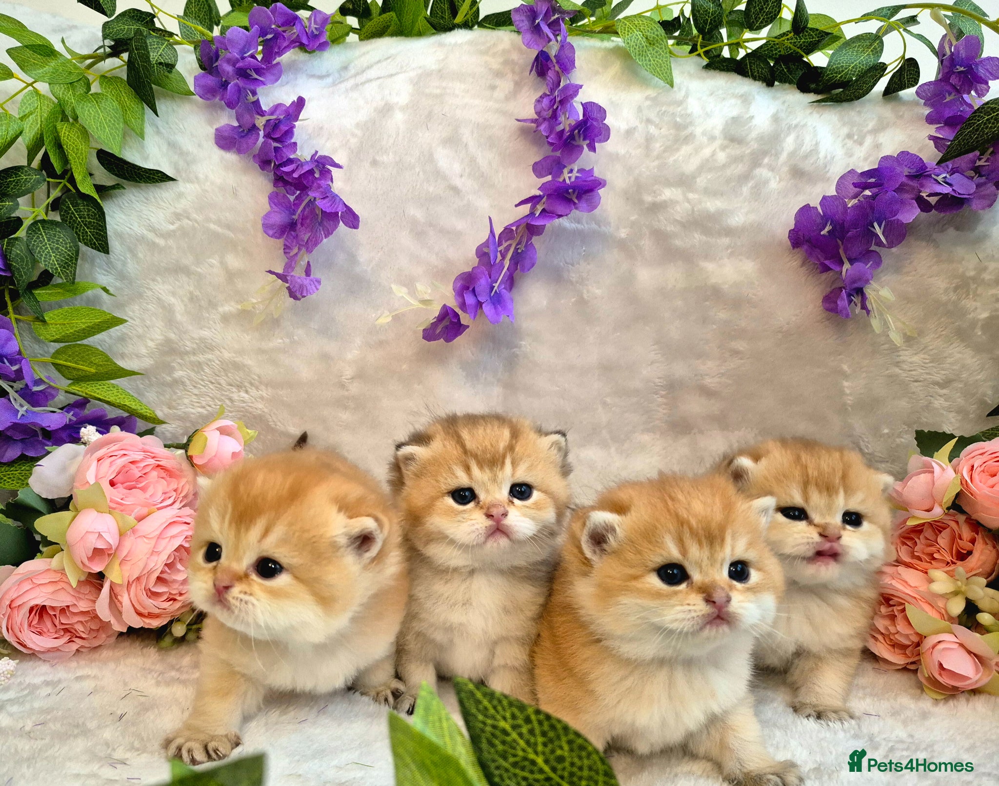 British Shorthair cats British Shorthair Golden Chinchilla Kittens - Advert 2