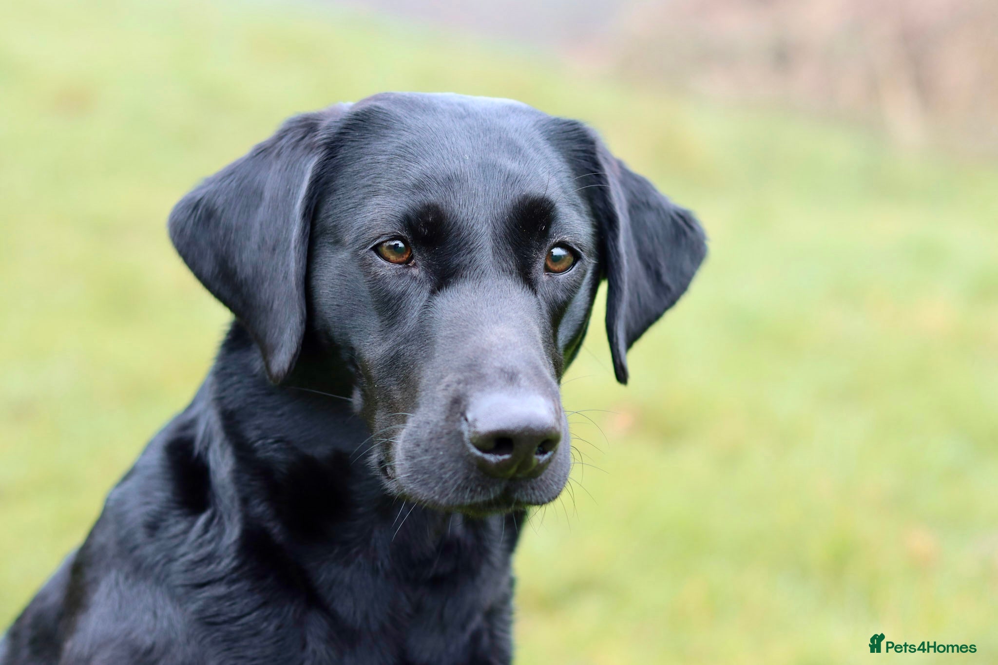 Labrador Retriever dogs Labrador Retriever Puppies (9th generation) - Advert 1