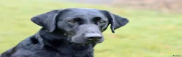 Labrador Retriever dogs for sale: Litter of Working Labrador Retriever Puppies - Advert 5