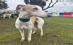 Whippet dogs for stud: Beautiful Whippet Dodger for STUD | Unproven - Image 15