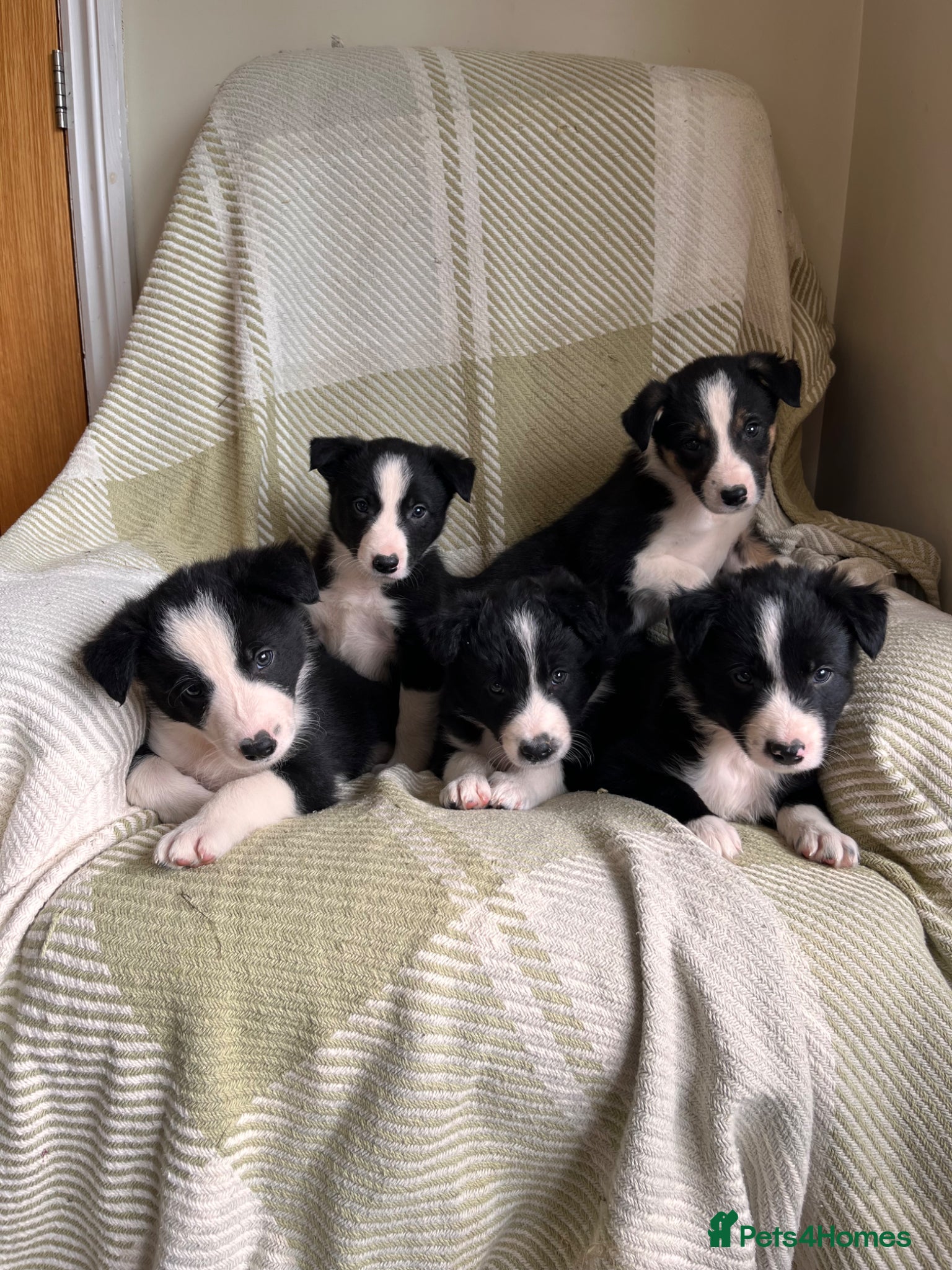 Border Collie dogs KC/ISDS Registered Beautiful Border Collie Pups - Advert 1