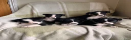 Border Collie dogs for sale: KC/ISDS Registered Beautiful Border Collie Pups - Advert 1