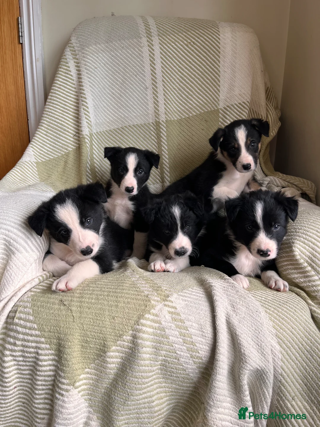 Border Collie dogs for sale: KC/ISDS Registered Beautiful Border Collie Pups - Advert 1