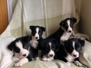 Border Collie dogs for sale: KC/ISDS Registered Beautiful Border Collie Pups - Advert 2