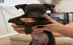 Italian Greyhound dogs for stud: MR MILO AT STUD ( HEALTH TESTED ) in Batley - Image 19