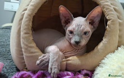 Sphynx cats for sale: FIFe stunning kittens - Image 4