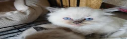 Ragdoll cats for sale: GCCF Ragdoll kittens available 28th June.  - Advert 3