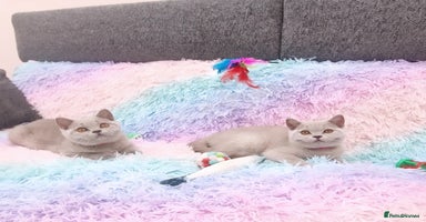 British Shorthair cats - Advert 4