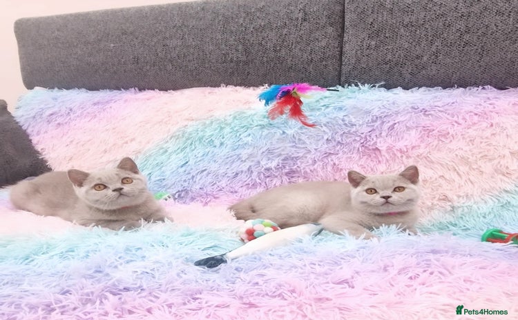British Shorthair cats - Advert 15