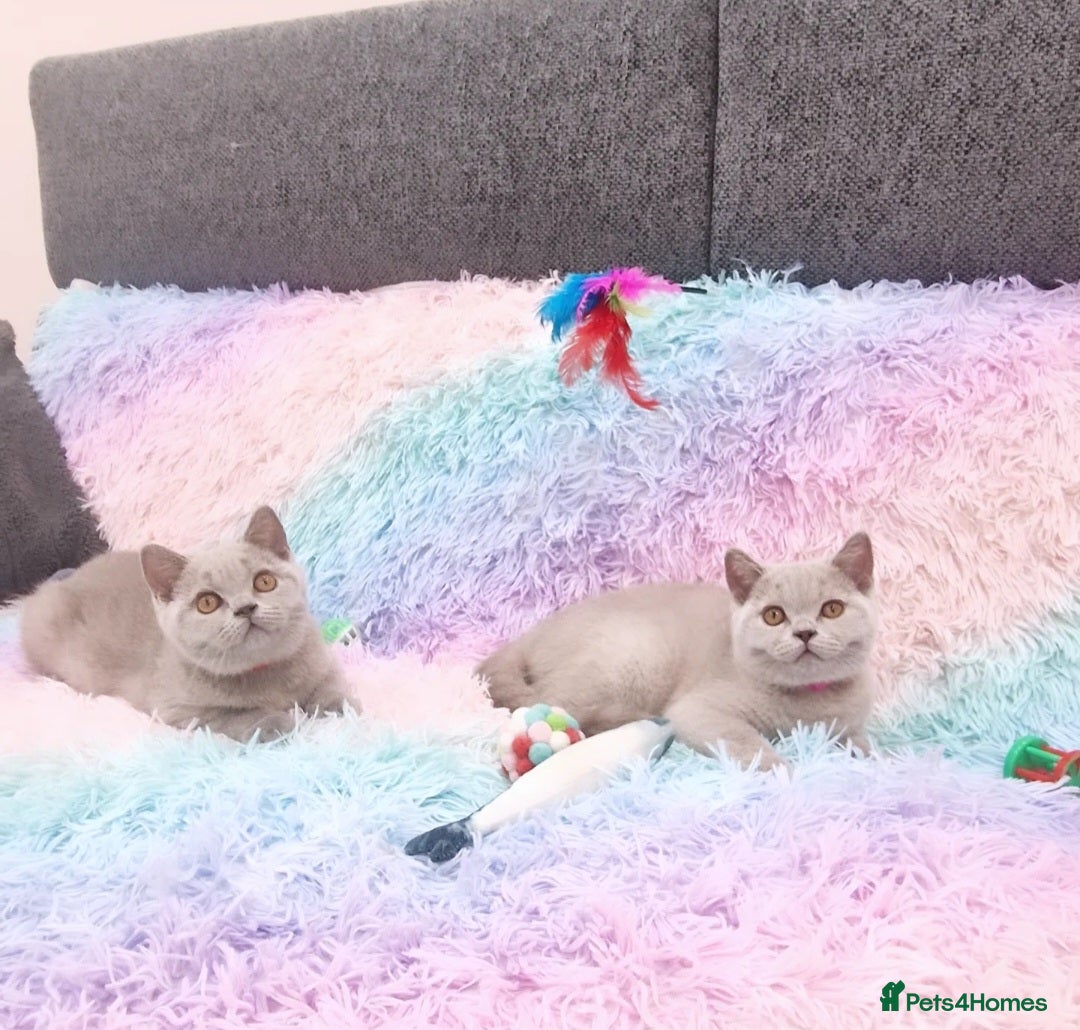 British Shorthair cats for sale: British Shorthair Lilac kittens  - Image 4