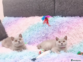 British Shorthair cats - Advert 10