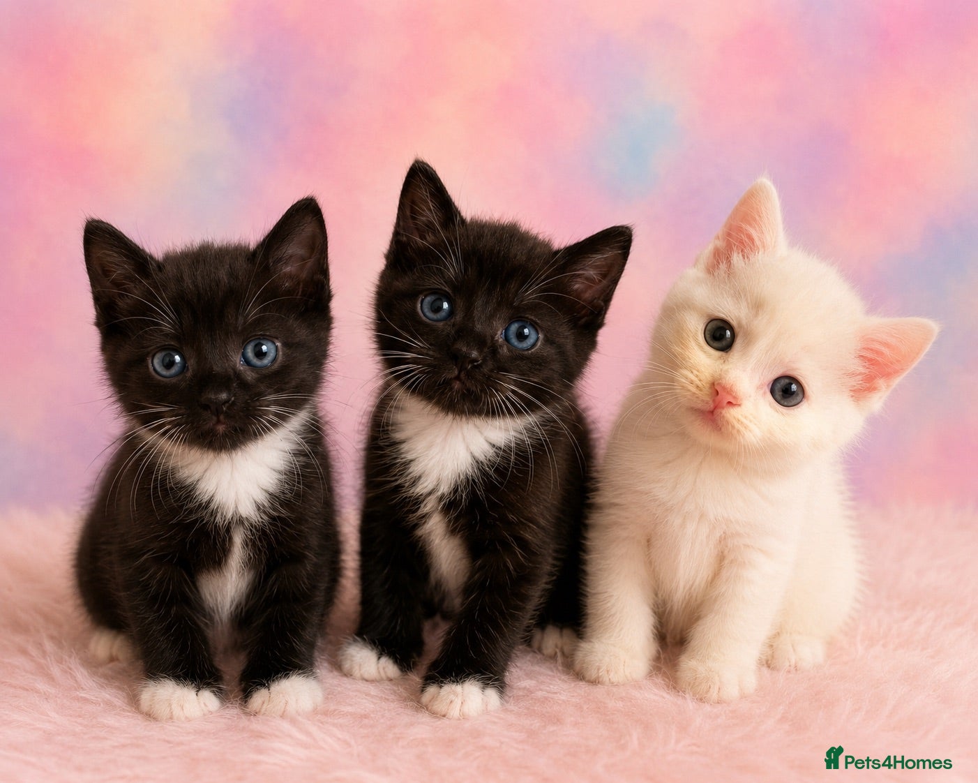 Mixed Breed cats 3 adorable kittens ready now! - Advert 3